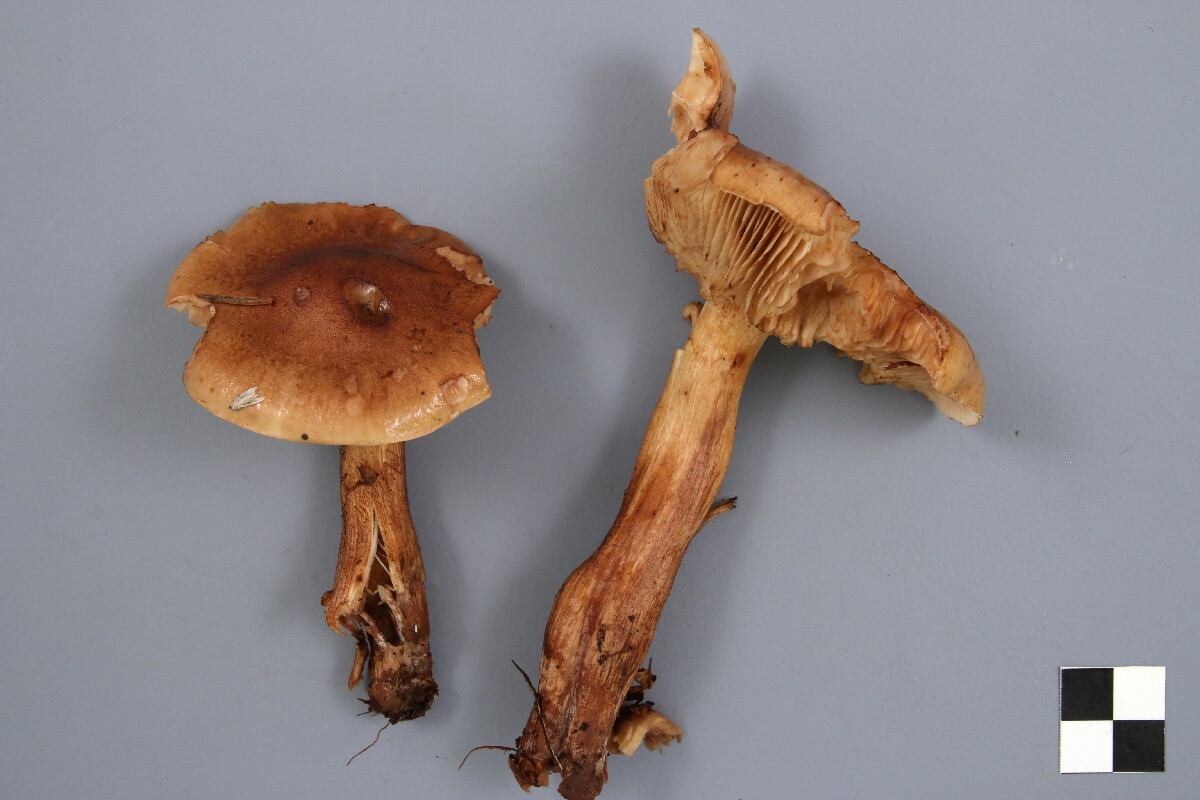 Tricholoma transmutans image